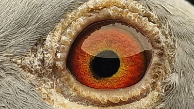 Pigeon eye