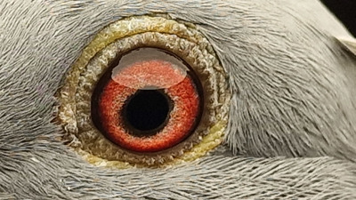 Pigeon eye