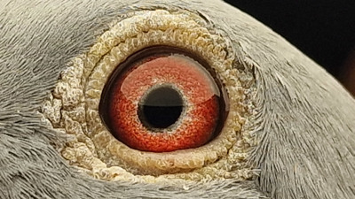 Pigeon eye