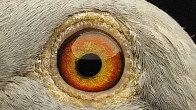 Pigeon eye