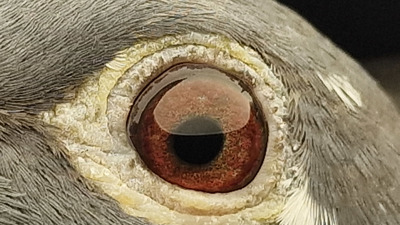 Pigeon eye