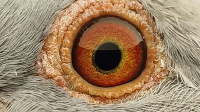 Pigeon eye