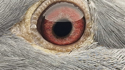 Pigeon eye