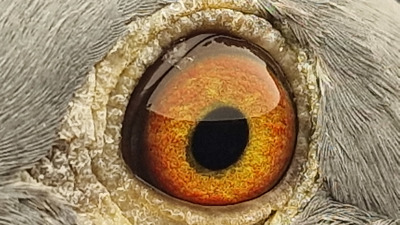 Pigeon eye