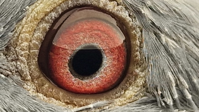 Pigeon eye