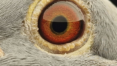 Pigeon eye