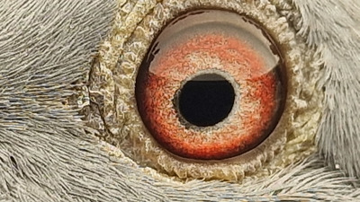 Pigeon eye