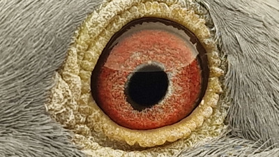 Pigeon eye