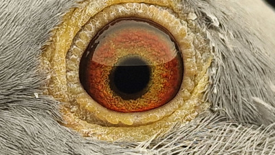 Pigeon eye