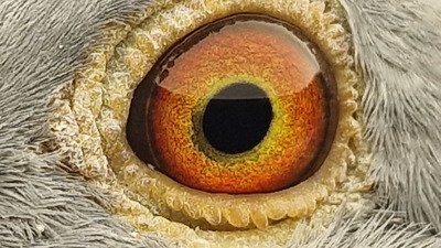 Pigeon eye
