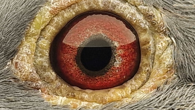 Pigeon eye