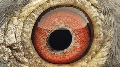Pigeon eye