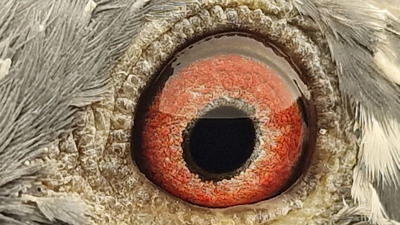 Pigeon eye