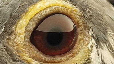 Pigeon eye