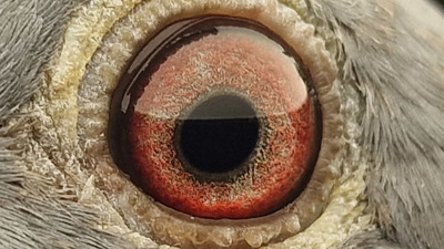 Pigeon eye