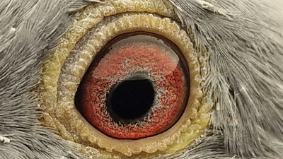 Pigeon eye