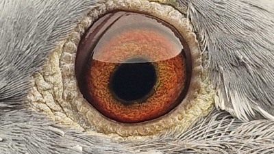 Pigeon eye