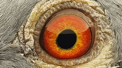 Pigeon eye