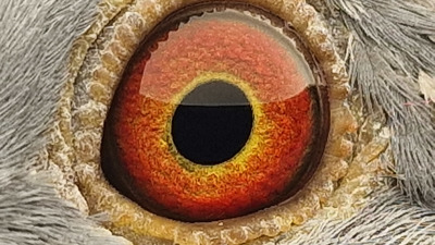 Pigeon eye