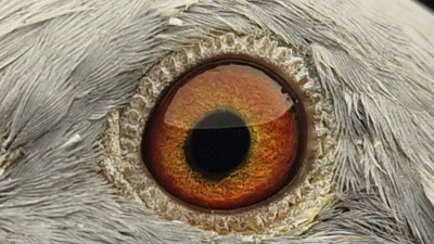 Pigeon eye