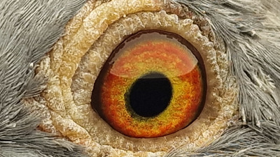 Pigeon eye