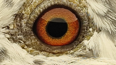 Pigeon eye