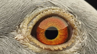 Pigeon eye