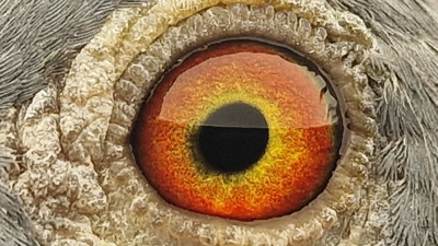 Pigeon eye