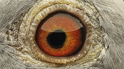 Pigeon eye