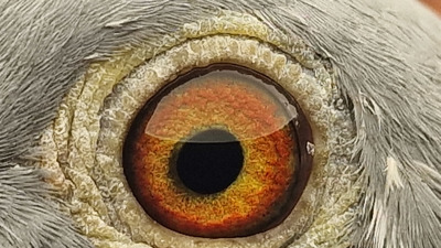 Pigeon eye