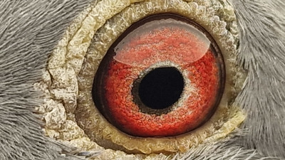 Pigeon eye
