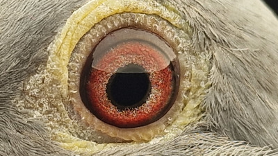 Pigeon eye