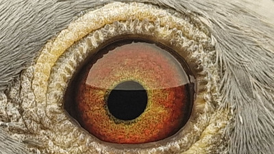 Pigeon eye