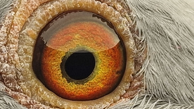 Pigeon eye