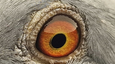 Pigeon eye