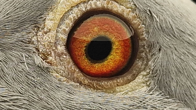 Pigeon eye