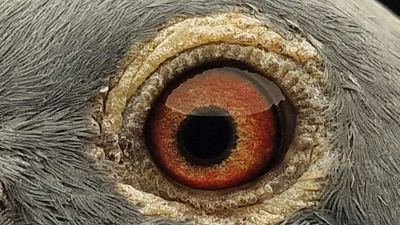 Pigeon eye
