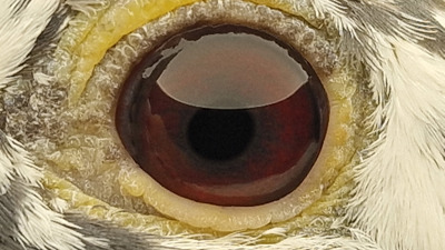 Pigeon eye