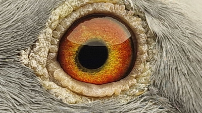 Pigeon eye