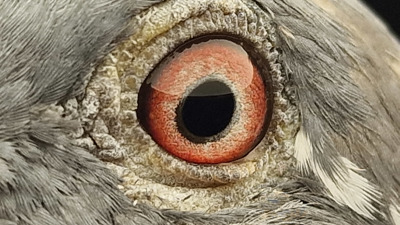 Pigeon eye