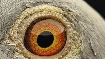 Pigeon eye