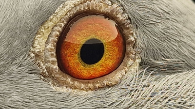 Pigeon eye