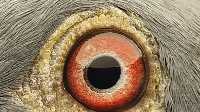 Pigeon eye