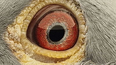Pigeon eye
