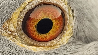 Pigeon eye