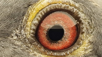 Pigeon eye