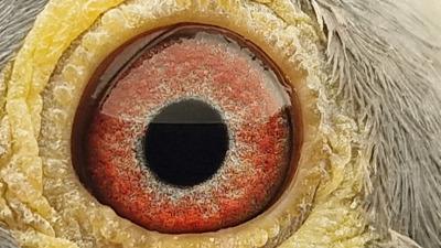 Pigeon eye