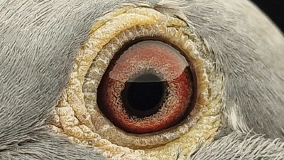 Pigeon eye