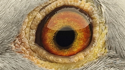 Pigeon eye