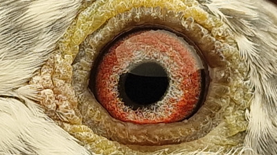 Pigeon eye